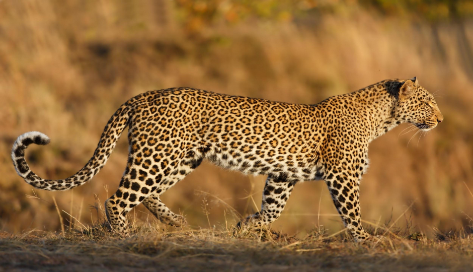 High-end Tanzania Safari