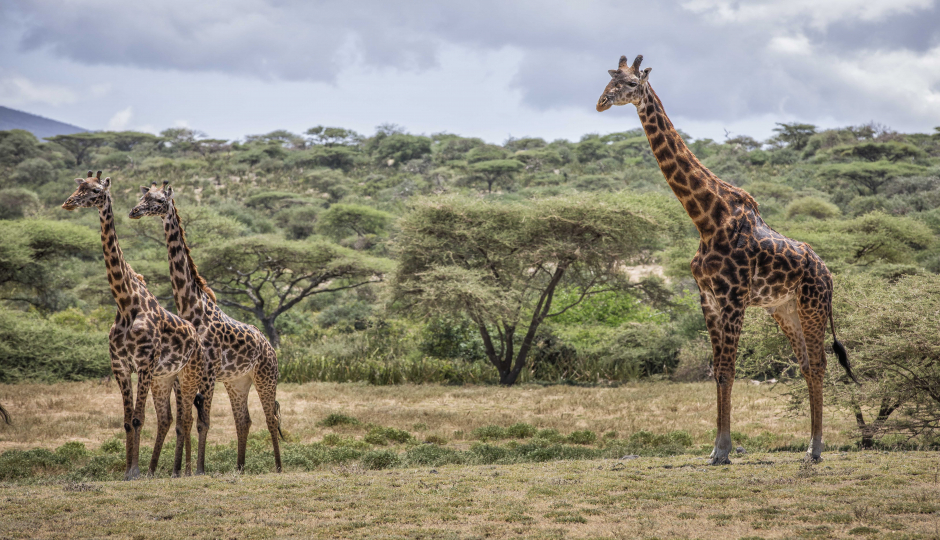 Slides Images for Picturesque Trip to Tarangire