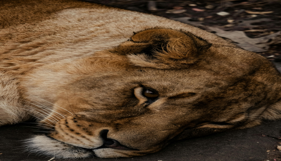 4-Day Astonish Mikumi  And Ruaha Np