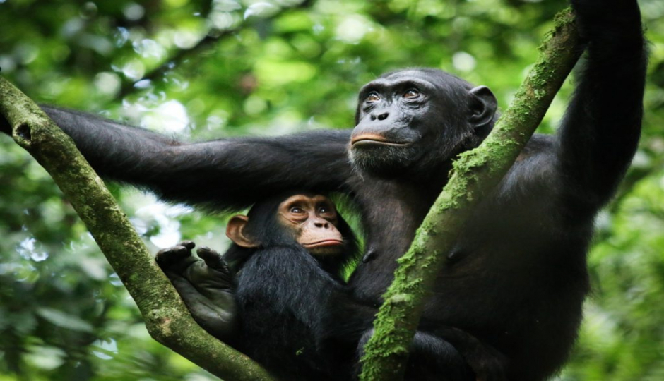 Slides Images for 3- Day Kibale Chimpanzee Trekking Tour 