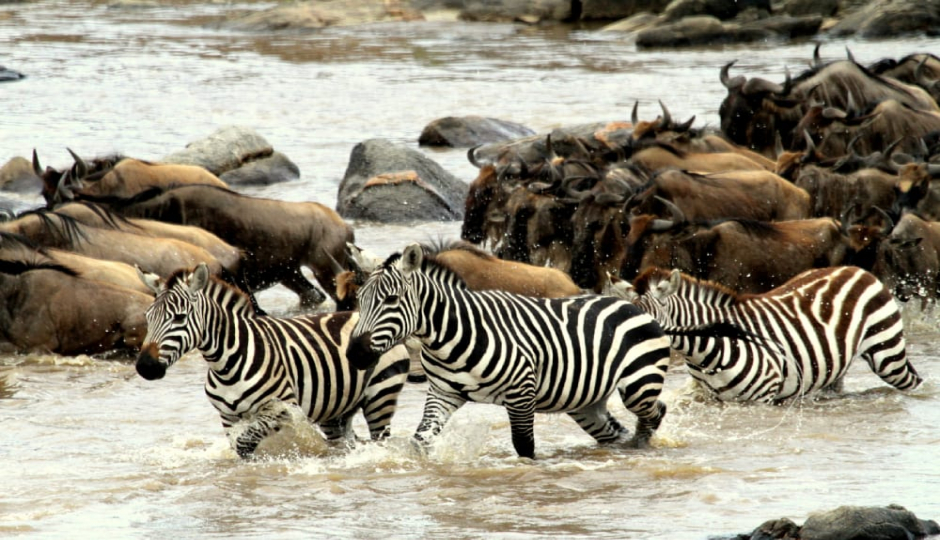 Slides Images for The Imperial Legacy: Ultra-luxury Private Wing Safari