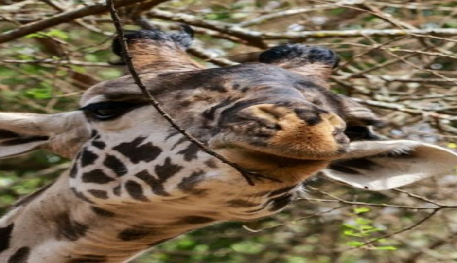 Slides Images for 5-Day Tanzania Safari Selous, Mikumi & Boat Adventure