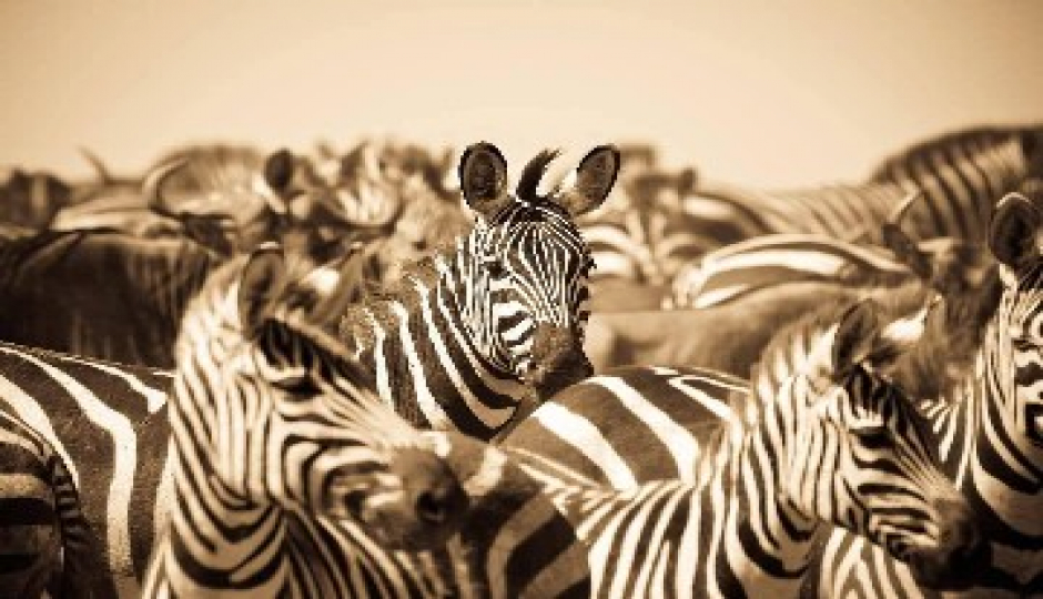 Slides Images for Lake Manyara, Serengeti, Crater & Tarangire Park
