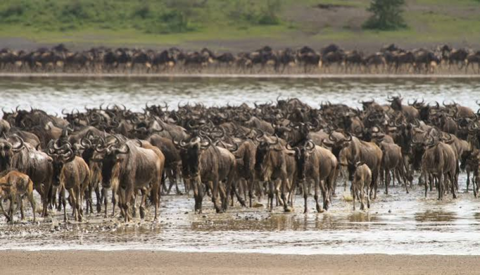  Luxury Northern Tanzania Safari
