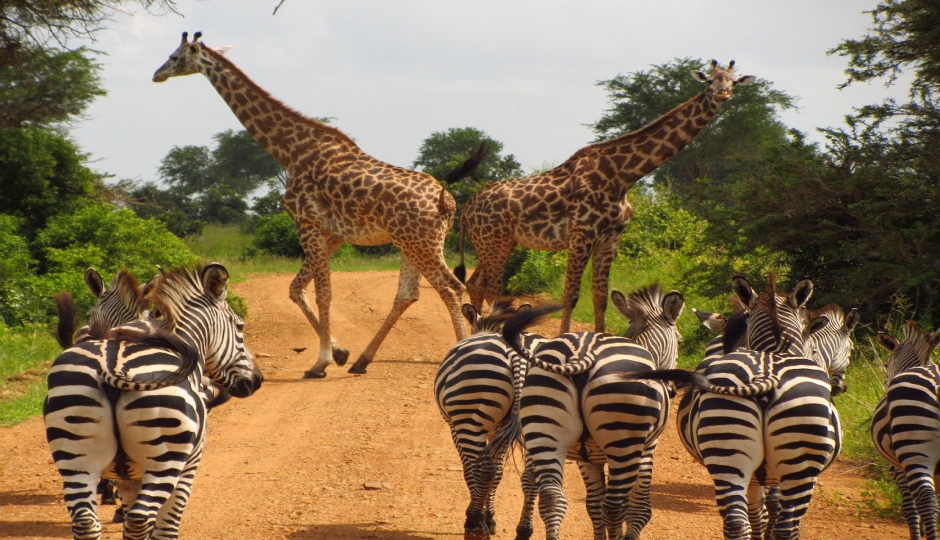 Slides Images for 4-Days Wildlife Wonders Adventure Through Tanzania