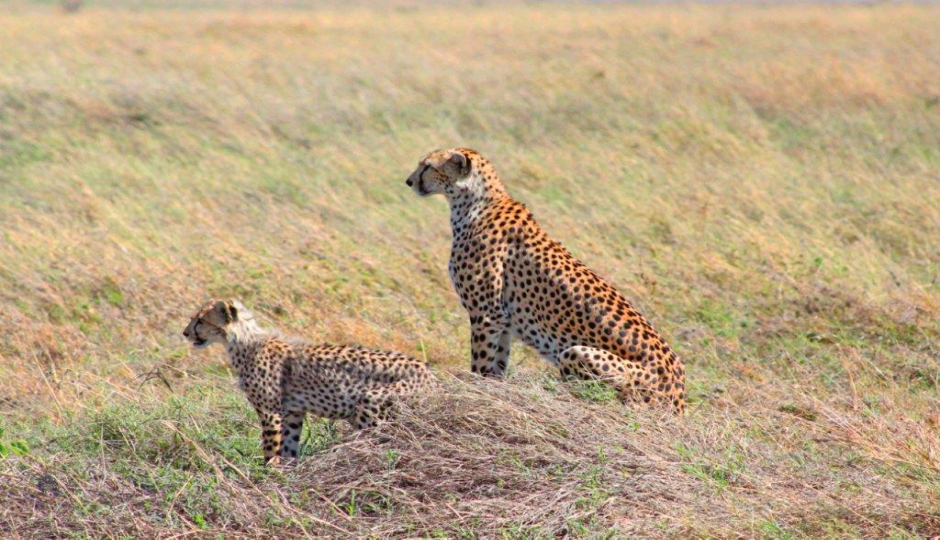 Slides Images for 3 Days Tanzania Sharing Safari