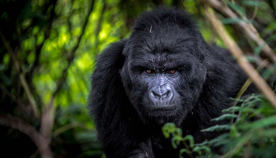 Slides Images for 7-Days Gorilla & Chimpanzee Safari Tour.