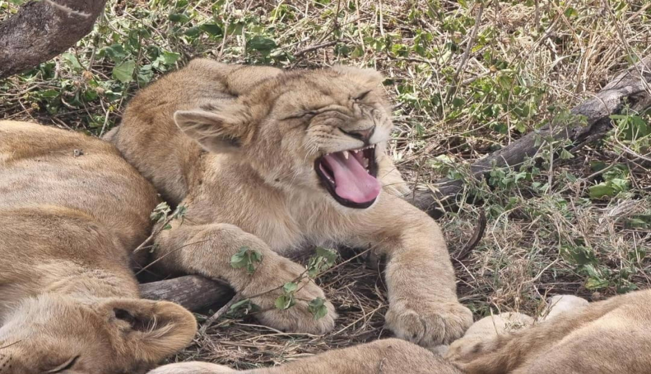 Slides Images for Guided Group To Tarangire, Ngorongoro & Manyara