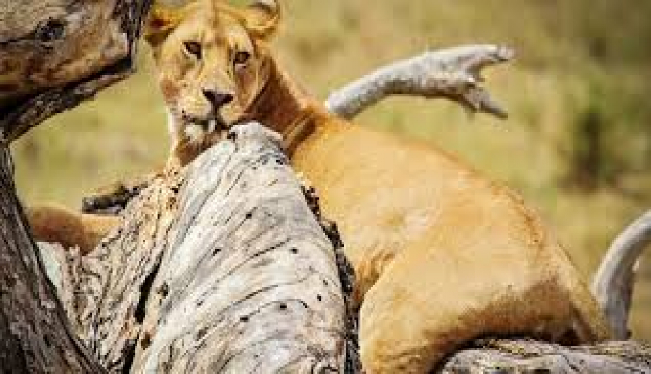 7 Day Perfect Holiday Safari