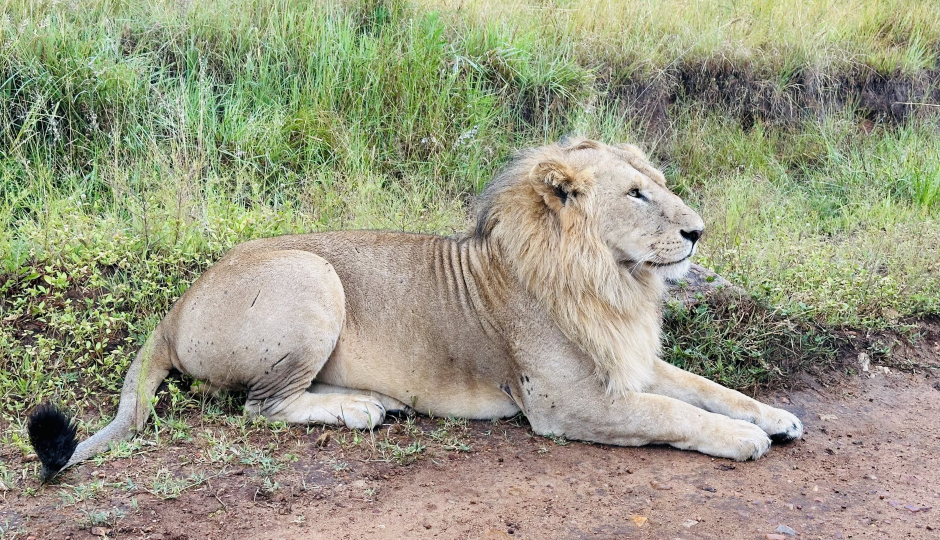Intimate 2-Day Big Five Safari – Camping Experience