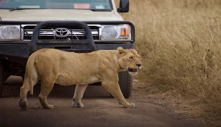 Slides Images for 3 Days Tanzania Honeymoon Safari 2026-2027