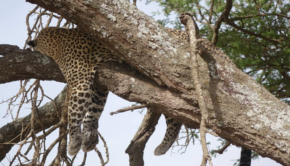 Slides Images for 5-Day Safari Experience