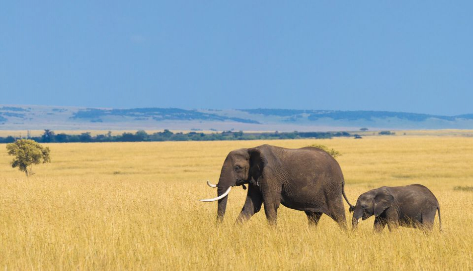 Wildlife Trails From Tsavo To Amboseli