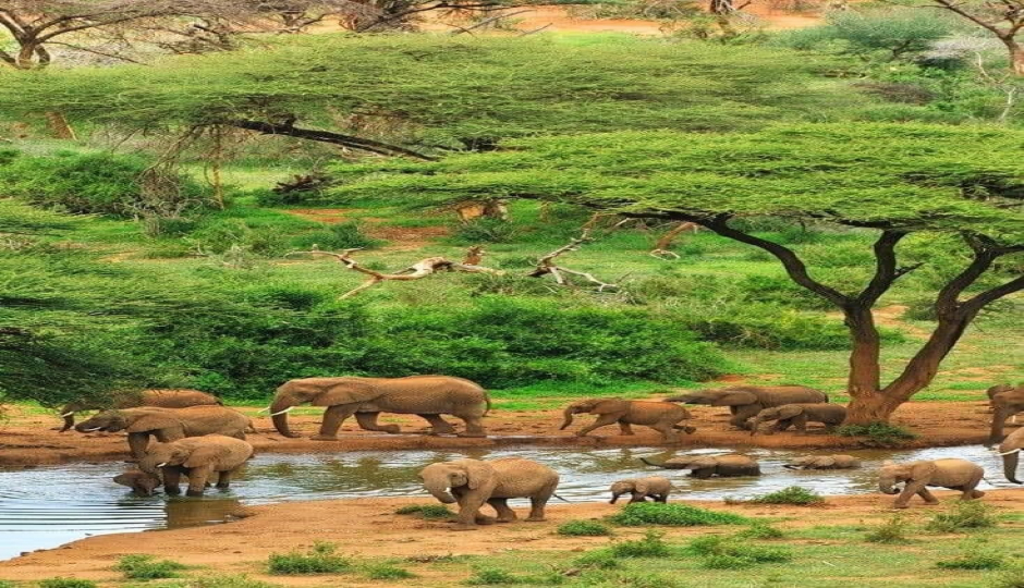 The Top Safari Experience Zanzibar-nyerere Np