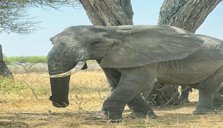 Slides Images for 3 Days 2nights Tarangire, Manyara & Ngorongoro Crater