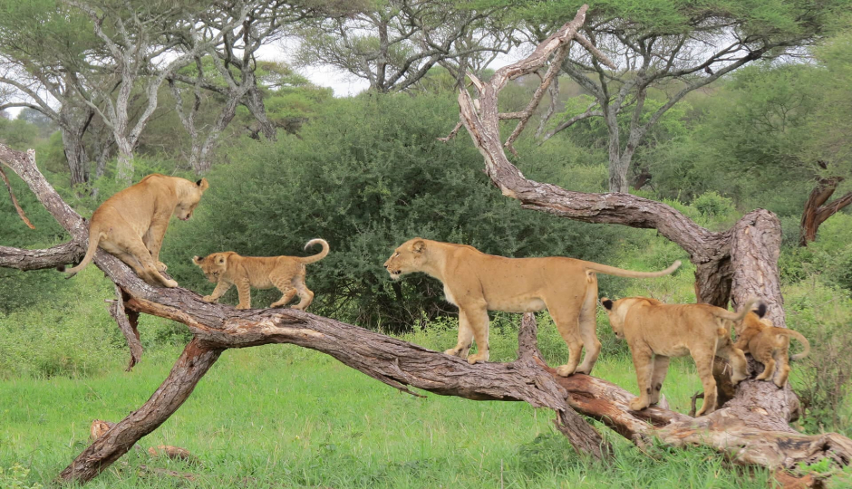 Slides Images for Mid-range Wildlife Safari 