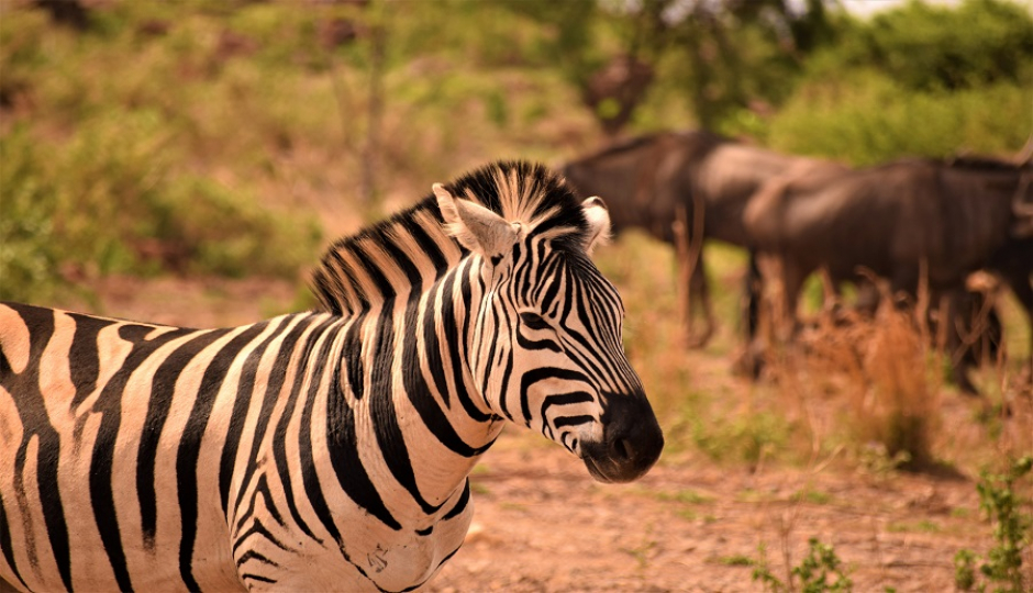 Slides Images for 2 Days Tanzania Safari – Midrange Package