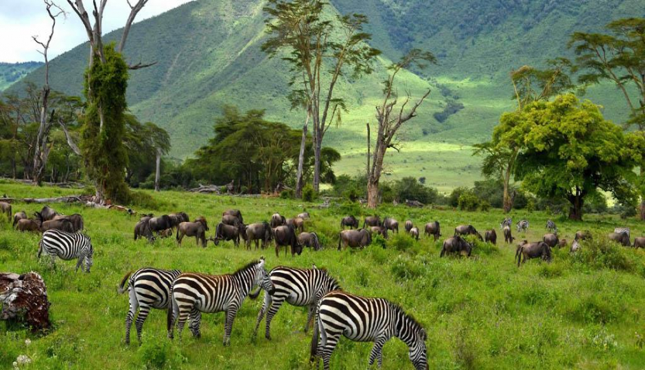 3days Serengeti National Park & Ngorongoro Crater