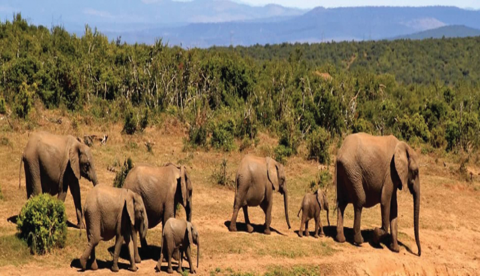 Slides Images for 8 Days Lalibela, Chebera Churchura Safari Tour