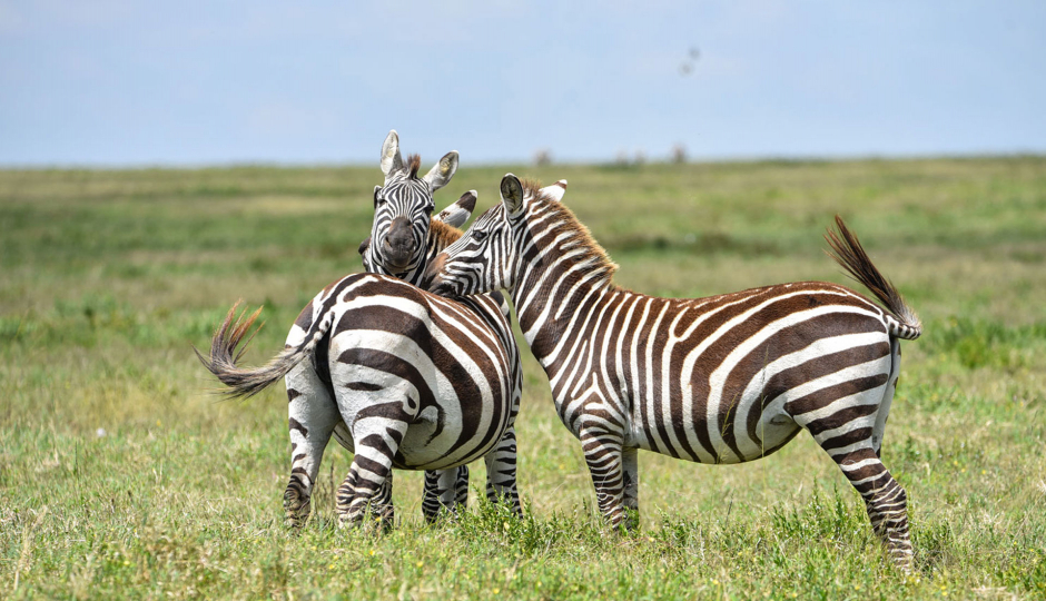 Slides Images for 2-Day Tanzania Safari To Mikumi Banda
