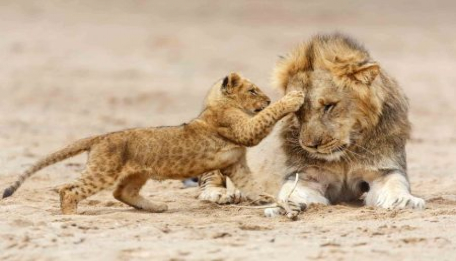 Slides Images for 3-Day Tanzania Safari To Serengeti And Ngorongoro