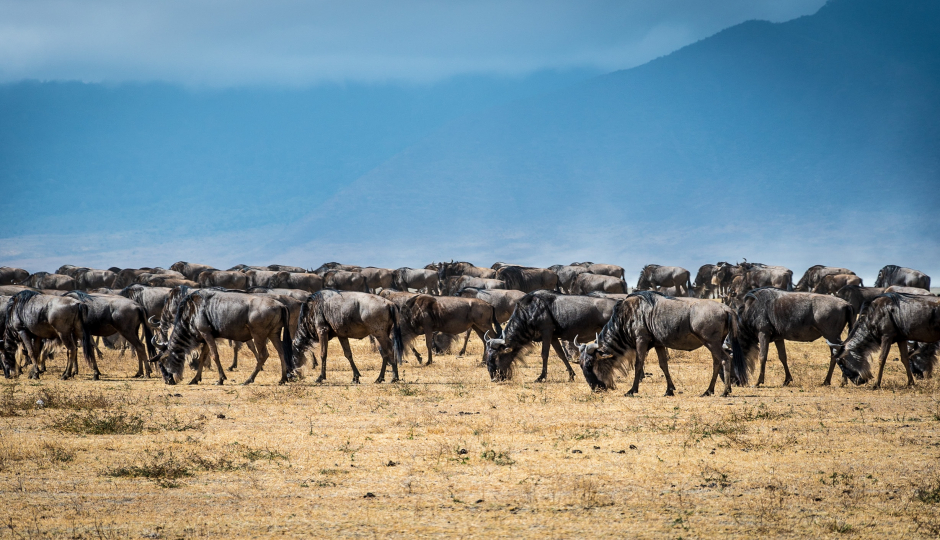 Slides Images for 6 Days Calving-great Migration 