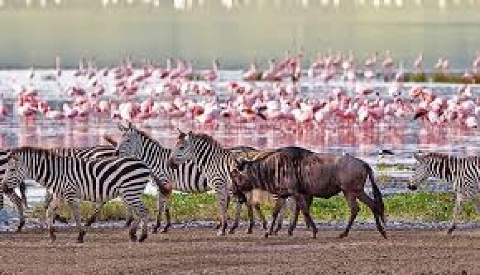 Ngorongoro Crater Day Trip