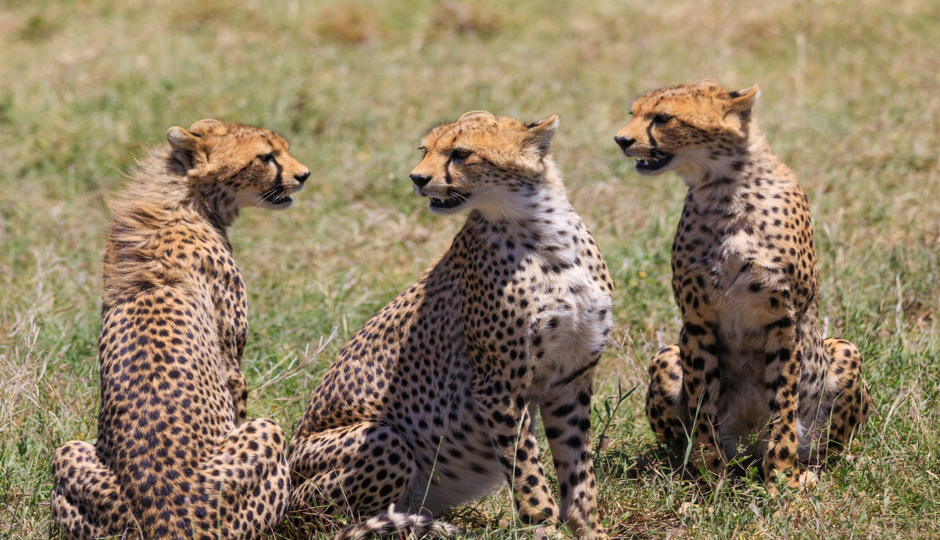 To Manyara, Ngorongoro And Tarangire