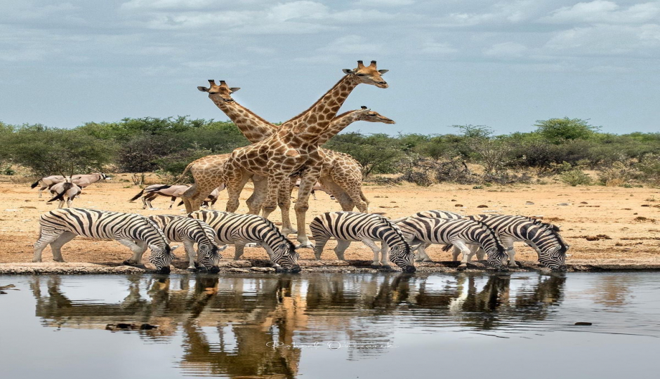 Explore Untouched  Safari Parks In Tanzania, 