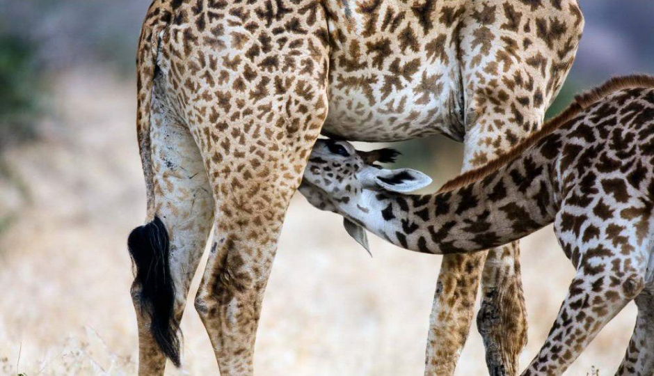Slides Images for 2-Day Zanzibar To Tarangire Ngorongoro Crater Fly In Out
