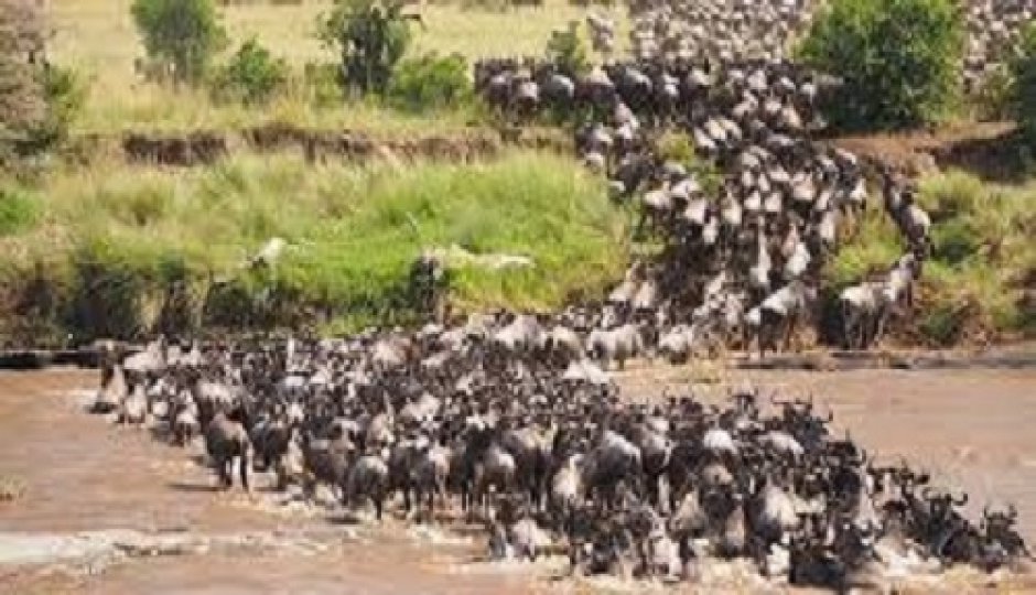  Best 5 Days Masai Mara Safari In  Kenya