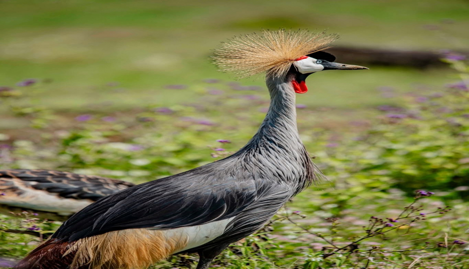 Slides Images for Memorable Safari In Tarangire | Ngorongoro | Manyara 