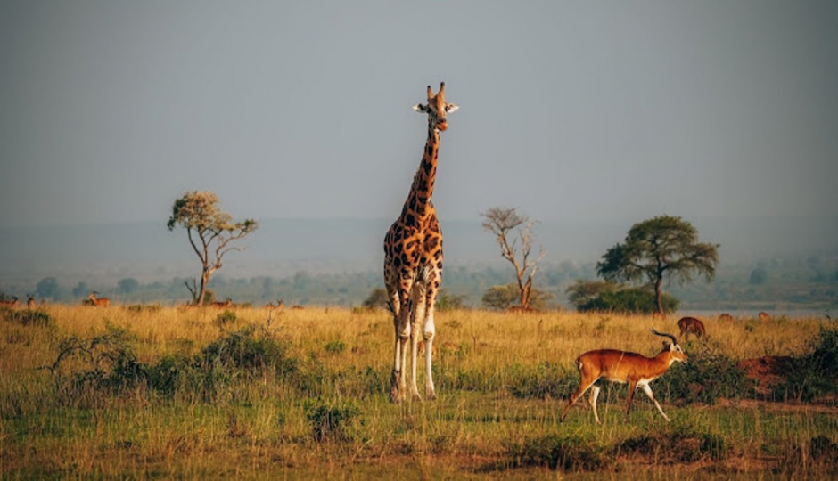 Slides Images for 3-Day Uganda Wildlife Adventure