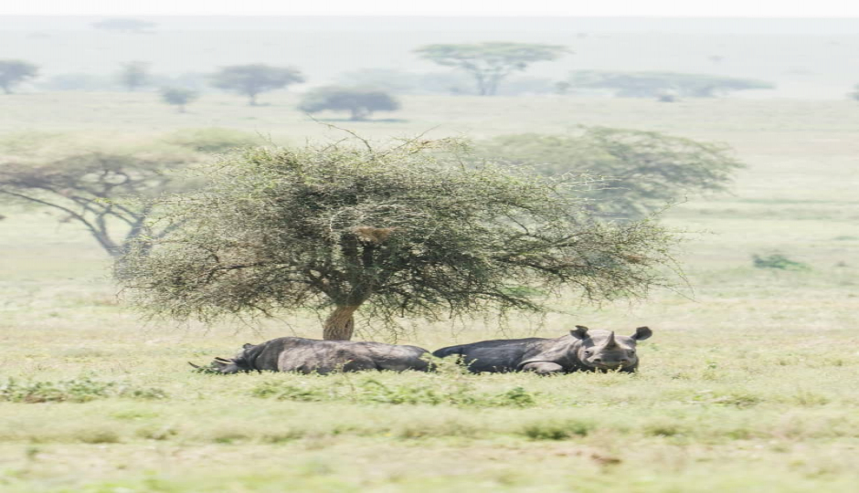 Slides Images for 10 Days Tanzania Safari & Zanzibar Beach Holiday