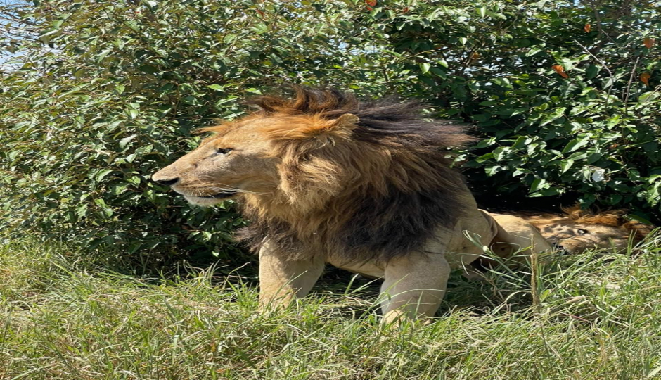 Slides Images for 3 Days Masai Mara Adventure