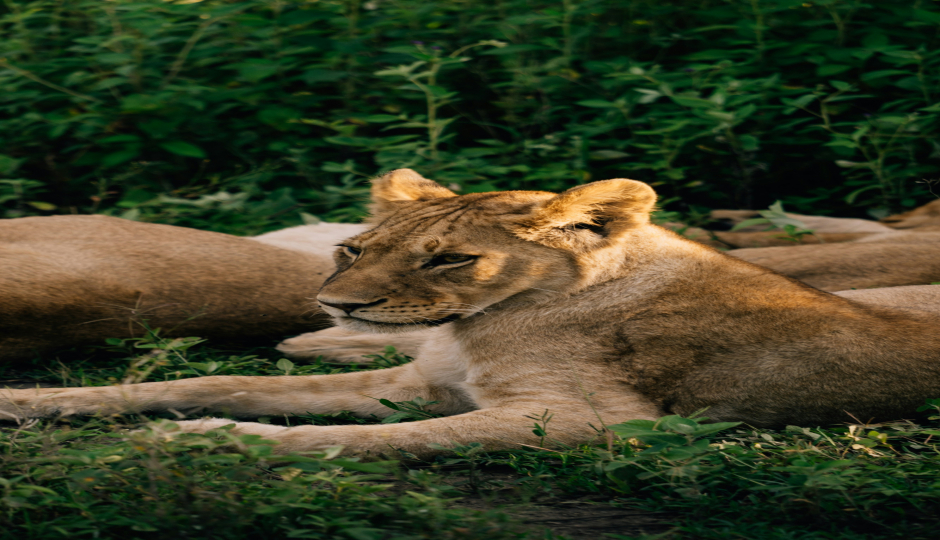 1 Day Safaris To Mikumi Np By Sgr