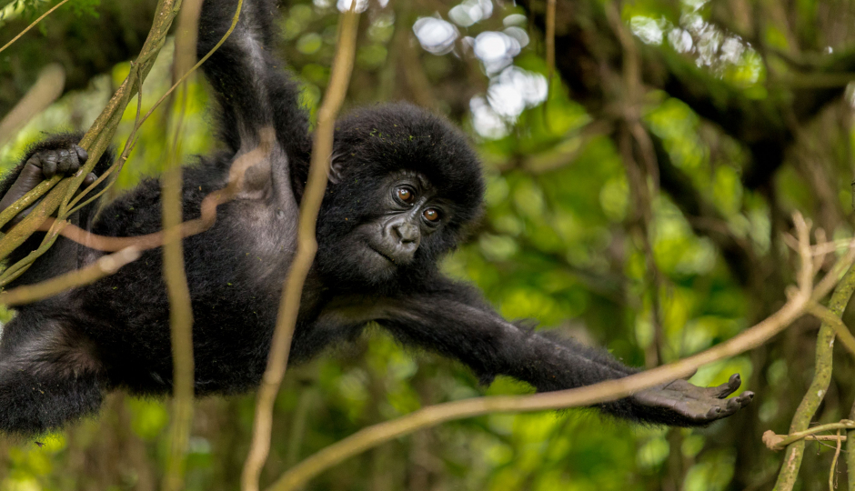 Slides Images for 2 -day Uganda Gorilla Trek.