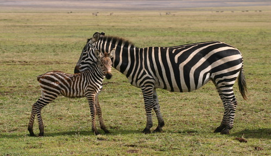 Slides Images for 2 - Days Tanzania Private Luxury Safari Package 2026