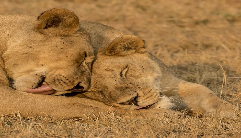 Slides Images for 2 Days Safari- Tarangire & Ngorongoro