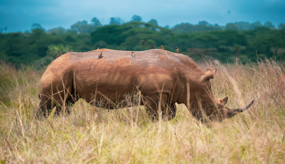 Safari Sunrise: Half Day Adventure In Nairobi National Park.