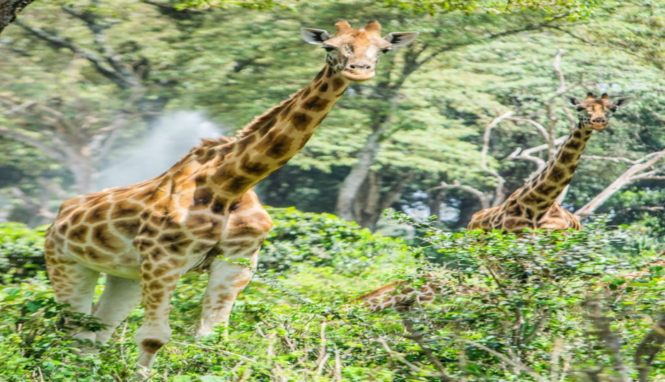 Slides Images for 1 Day Nairobi Excursion