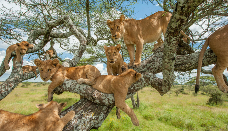 7-day Northern Tanzania Safari (simba)