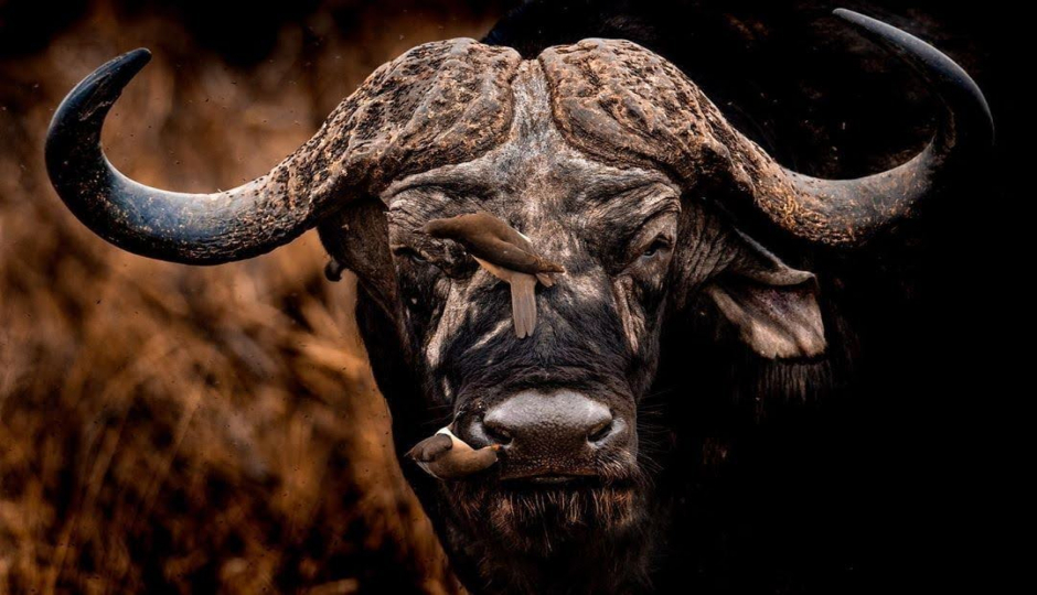 Slides Images for 3 Days Serengeti & Ngorongoro Safari