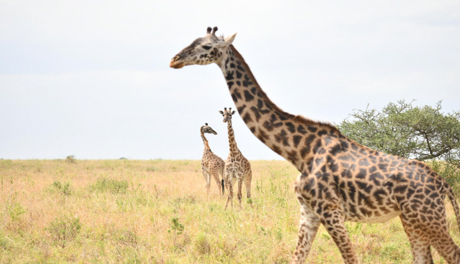 Slides Images for Mid-range Safari, Tarangire, Serengeti, Ngorongoro