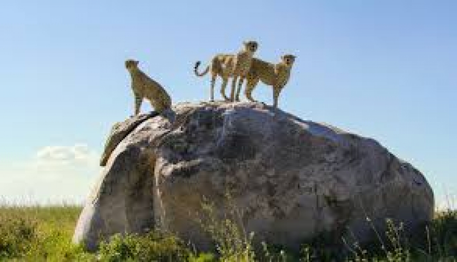 Slides Images for Luxury Honeymoon Safari With Balloon Experience