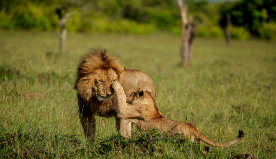 Slides Images for 5-Day Nyerere & Mikumi National Parks Wildlife Safari
