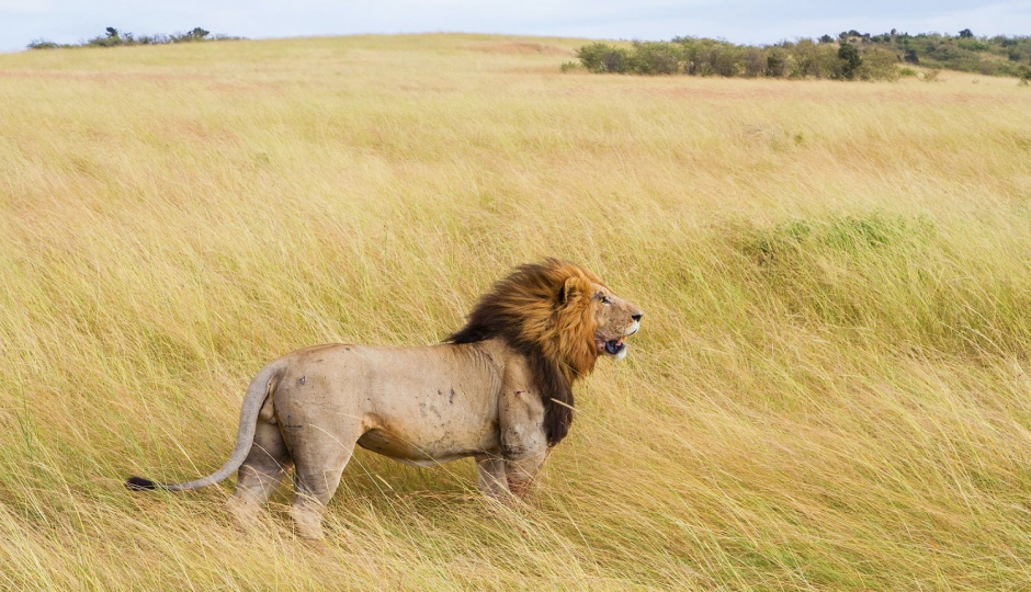 Slides Images for 7-Day Affordable Safari Adventure (northern Circuit)