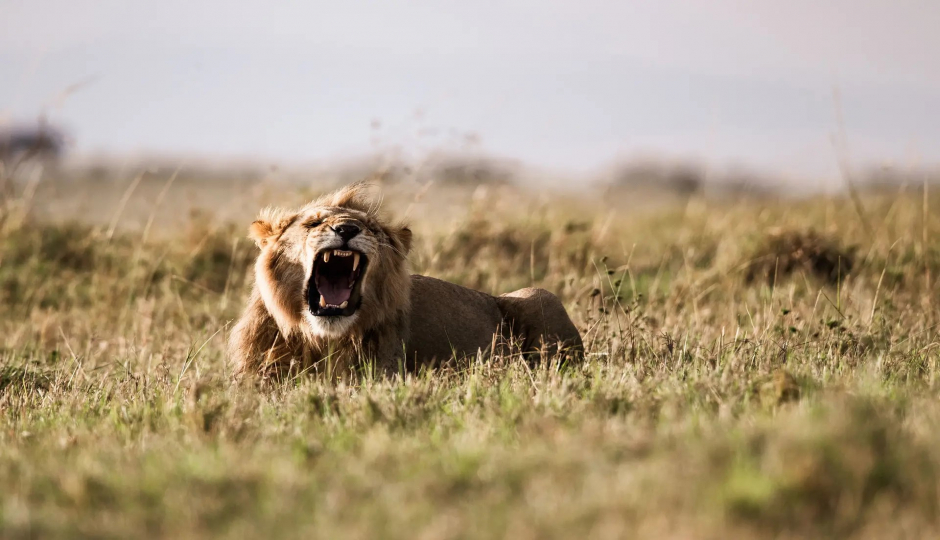 Cover Image - Kilimanjaro Heroes Adventures