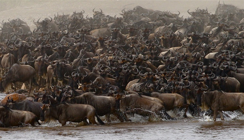 Slides Images for  7 Days Serengeti Wildebeest Migration Safari