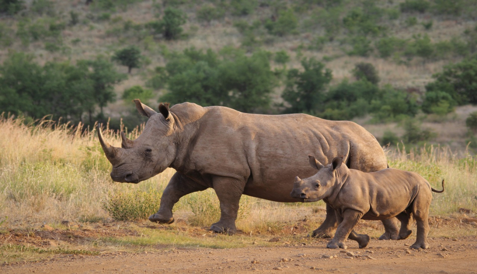 Slides Images for 5 Days Serengeti Safari Camping Expedition
